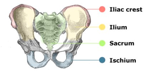 Pelvis anatomy - The Institute of Canine Biology