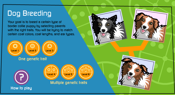 Try these breeding games! - The Institute of Canine Biology