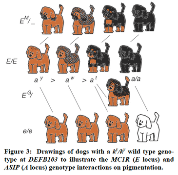 Dog Dna Color Chart