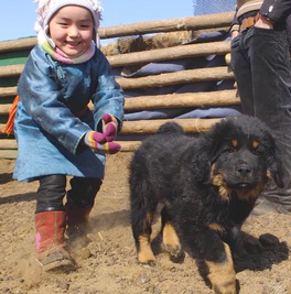 mongolian bullmastiff