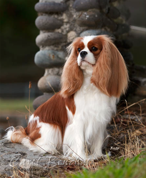 Cavaliers are in trouble - The Institute of Canine Biology